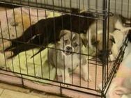 Sonnenschein Meeko sucht Familie - Celle
