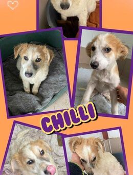 junge Hündin Chilli möche ausreisen - Nürnberg