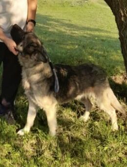 MERTIN - MUSSTE WIEDER INS TIERHEIM - Nörten-Hardenberg