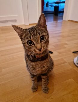 2 Schwestern Tiger Hauskatzen. - Eichstätt