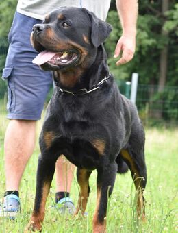Rottweilerrüde (Deckrüde) Kein Verkauf !!! - Hochkirch