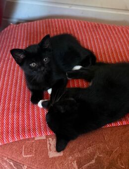 2 kleine Kätzchen im Oktober abzugeben !!! - Bad Doberan