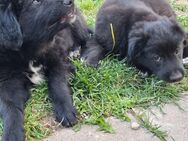 Wachhund/ Familien Hunde - Amt Wachsenburg