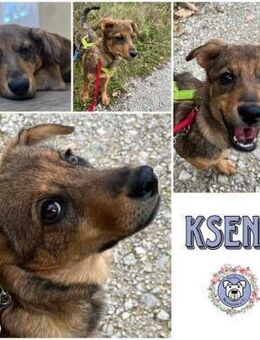 KSENA * mutige Welpin sucht Anschluss - Duisburg