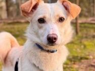 Wunderschöner Monty sucht Dich - Kallmünz