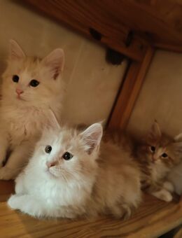 Norwegische Waldkatzen Kitten - Wrohm