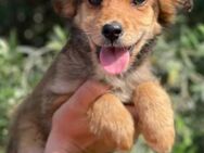 Juno 💙 sucht ein Zuhause 🌼 - Winsen (Aller)