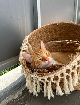 Ich suche ein liebevolles Zuhause für meinen Kater - Wuppertal Zentrum