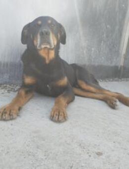 Roki möchte das Leben genießen - Celle