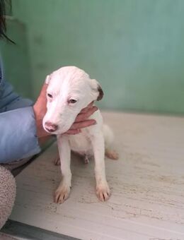 Blanco - Lausbub sucht Familie mit ❤️❤️ - Grevenbroich
