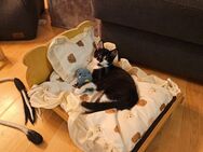 Katerchen Prinz Kevin sucht ein Zuhause, Kitten, Katze - Nierstein