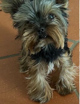 Wir wir haben wunderschöne Yorkshire Terrier Welpen - Büren