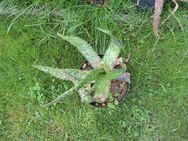 Aloe Vera Zimmerpflanzen aus Costa Rica - verschiedene Größen - Niederwerrn