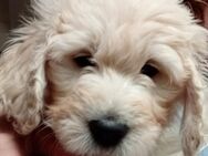 Tolle Golden Doodle Welpen - Kalefeld