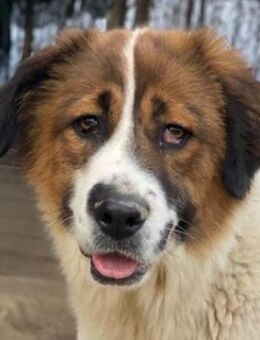 Fiva, geb. ca. 02/2024, Griechenland - Euskirchen