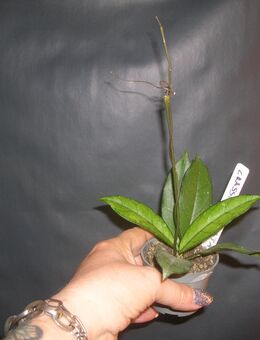 hoya crassipetiolata - Gladbeck