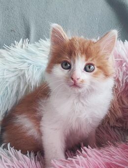 Maincoon -Kitten suchen ein neues Zuhause - Mühldorf (Inn) Zentrum
