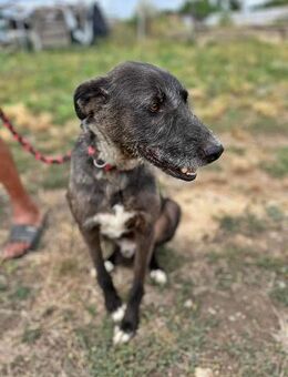 Blake, Schnauzer-Mix - Bonndorf (Schwarzwald)