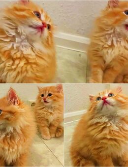 Reinrassige Sibirische Waldkatze w+m rote Farbe - Berlin
