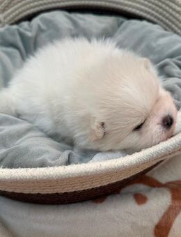Weiß-Cremig Pomeranian Zwerg Spitz Welpe (weiblich) für Reservierung - Langenfeld (Rheinland)