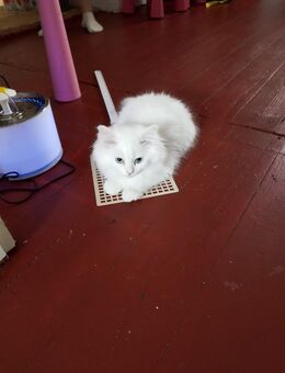 Katzen radgol - Nuthe-Urstromtal