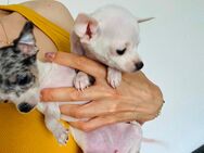 Chihuahua welpen - Bonn