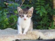Maikätzchen, Kater - Peitz