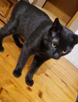 Siam Mix Kater - Bad Neuenahr-Ahrweiler