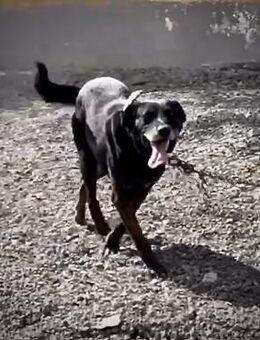 Fynn sucht seinen Menschen ❤️ - Vechelde