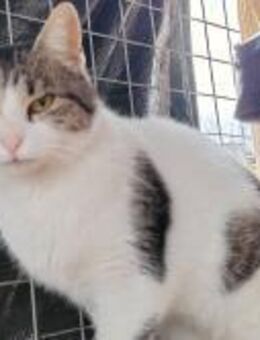 Noemi; hübsche Katzendame - Geilenkirchen