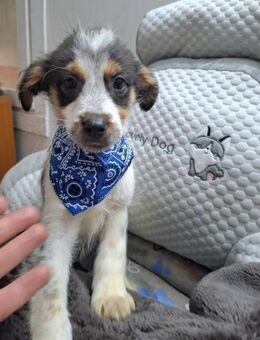 Nelu soll nicht in Rumänien aufwachsen - Blankenheim (Nordrhein-Westfalen)