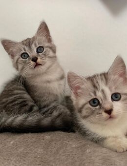 BKH mix kitten suchen ab sofort - Eilenburg