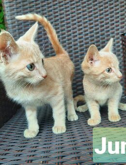 4 Kätzchen, Babykatzen, Kitten - Iphofen