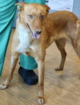 Coral, klug, sehr loyal, freundlich - Westerholt