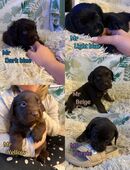 Labrador Boxer Mischling in 95689