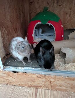2 männliche Degus - Altenkrempe