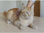 Isidro - liebenswerter roter Tiger - Wilhelmsfeld