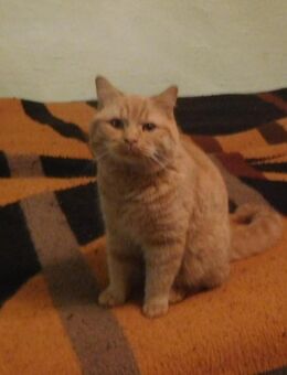 Britisch Kurzhaar Kater - Guntersblum