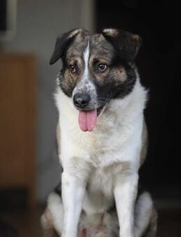 Kalle - Kleiner Abenteurer - Elsdorf (Nordrhein-Westfalen)