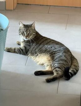 Vermittlungshilfe für junge Dame Arya - Bad Camberg