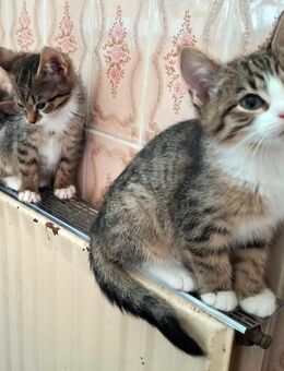 Drei Sontags-Kater (geb. 20. Juli 2025) suchen ein Zuhause - entwurmt, stubenrein, Tierarztcheck - Hamburg