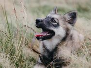 Exzellenter Pomsky F1b Welpe mit seltener Farbe (Agouti) - Osnabrück