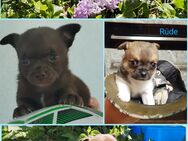Chihuahua Mix Welpen - Birkenfeld (Rheinland-Pfalz)