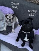 Mops Hunde suchen neues Zuhause in 47809