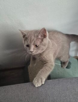 Britisch Kurzhaar Kitten (BKH) - Schloß Holte-Stukenbrock
