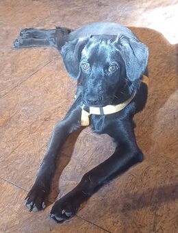 Scorpius, a.d.Tierschutz, sucht liebes Happy-Home - Boxberg (Oberlausitz)