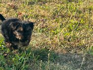 Yorkshire terrier - Torgau