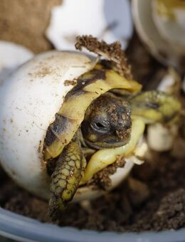 Testudo hermanni boettgeri NZ 2025 griechische Landschildkröte - Freital