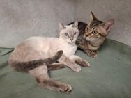 🐱 Pärchen Amara Siam-Mix und Tonu🐱 - Eislingen (Fils)