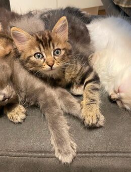 Rasse-Mix Kitten - Rüsselsheim